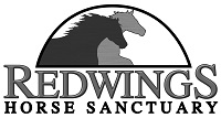 datacard/list/495/270495/Redwings SMALL.jpg listGraphic